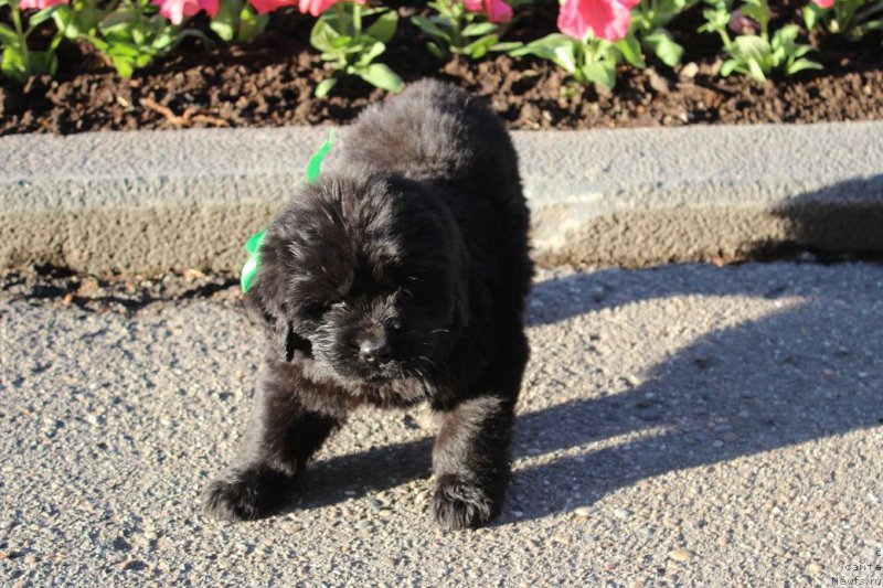 Фото: ньюфаундленд Аристократическая Штучка