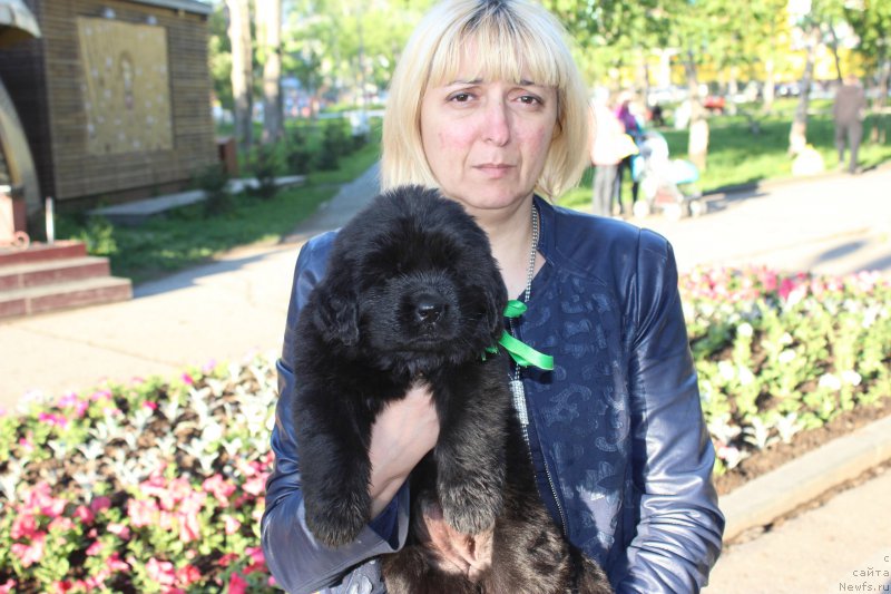 Фото: ньюфаундленд Аристократическая Штучка