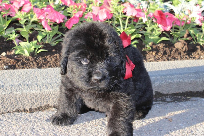 Фото: ньюфаундленд Азартный Игрок