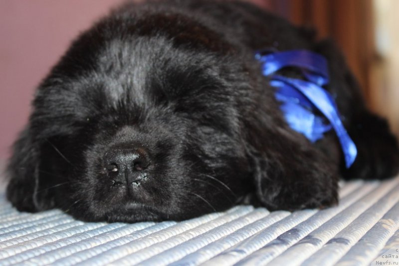 Фото: ньюфаундленд Арт Деко Особый Шик