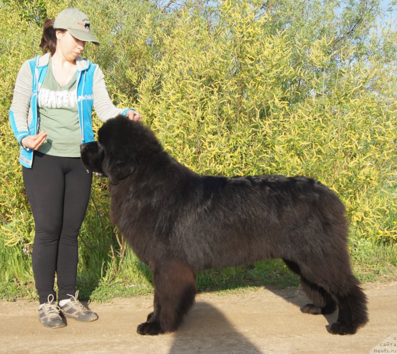 Фото: ньюфаундленд Акватория Келвин Ювентус (Aquatoriya Kelvin Yuventus), Александра Фетисова