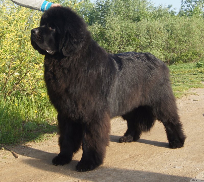 Фото: ньюфаундленд Акватория Келвин Ювентус (Aquatoriya Kelvin Yuventus)