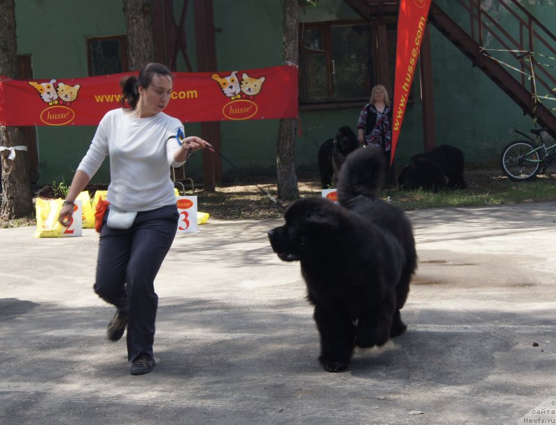 Фото: ньюфаундленд Акватория Келвин Ювентус (Aquatoriya Kelvin Yuventus), Александра Фетисова