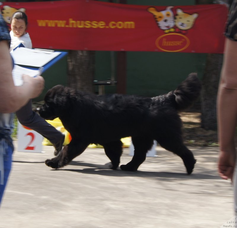 Фото: ньюфаундленд Акватория Келвин Ювентус (Aquatoriya Kelvin Yuventus)