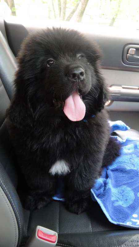 Фото: ньюфаундленд Прайд от Ласкового Дельфина