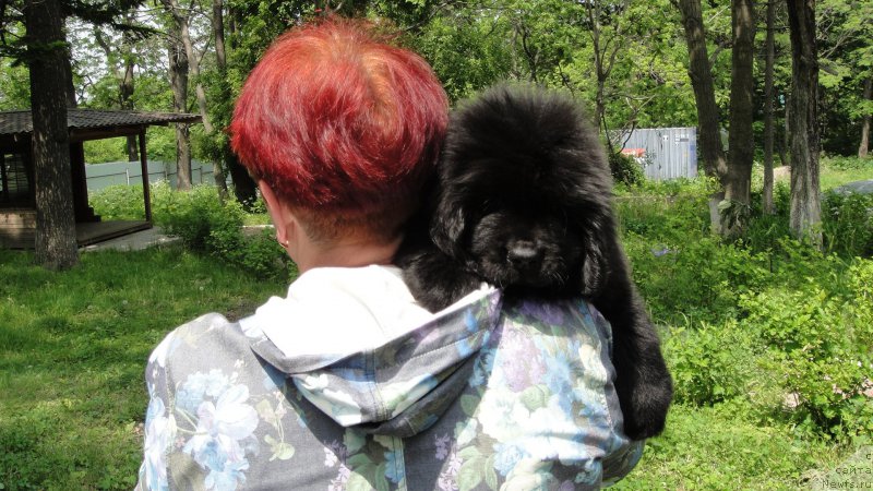 Фото: ньюфаундленд Прайд от Ласкового Дельфина