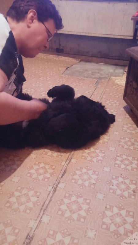 Фото: ньюфаундленд Ньюфорт Дивная Диана