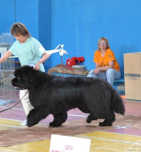 Фото: ньюфаундленд С'Нежная Вьюга Альянико Дель Вультуре (S'Nezhnaya Vjuga Alyaniko del Vulture), Светлана Приходько