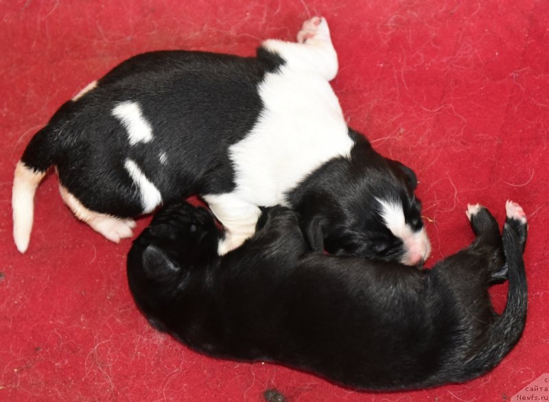 Фотография № 183326