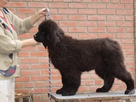 Фото: ньюфаундленд Супер Премиум Греция