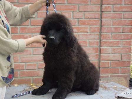 Фото: ньюфаундленд Супер Премиум Греция