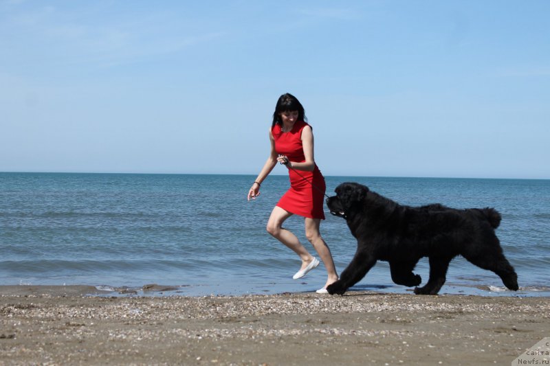 Фото: ньюфаундленд Акватория Келвин Франшиза (Aquatoriya Kelvin Franshize)