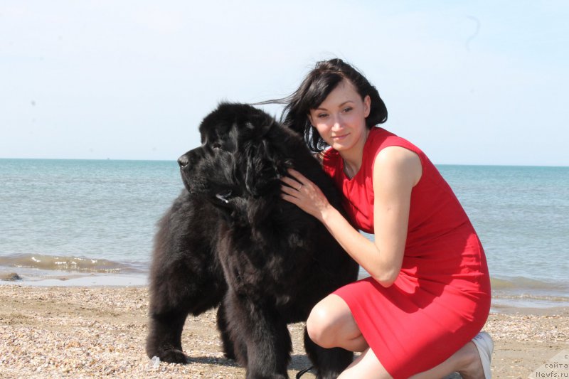 Фото: ньюфаундленд Акватория Келвин Франшиза (Aquatoriya Kelvin Franshize)