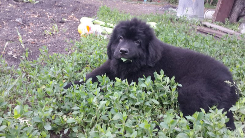 Фото: ньюфаундленд Черный Балу Елисей