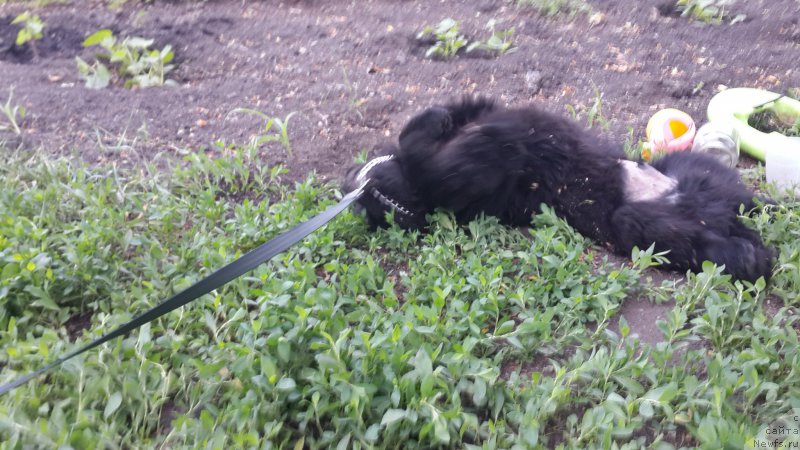 Фото: ньюфаундленд Черный Балу Елисей