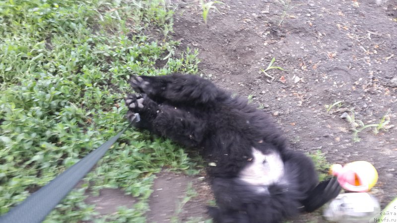 Фото: ньюфаундленд Черный Балу Елисей