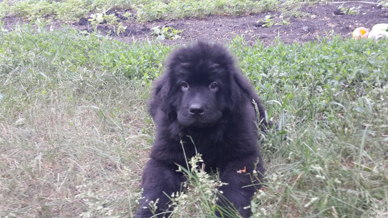 Фотография № 183387