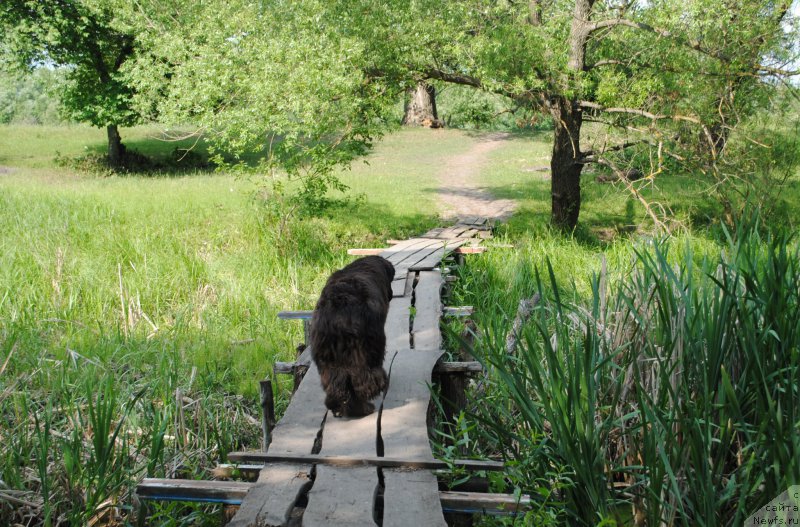 Фото: ньюфаундленд Хариетта Ембодимент оф а Греат Претендер (Harrieta Embodiment of a Great Pretender)