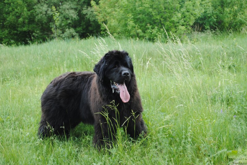 Фото: ньюфаундленд Хариетта Ембодимент оф а Греат Претендер (Harrieta Embodiment of a Great Pretender)