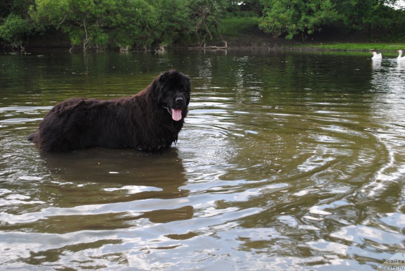 Фото: ньюфаундленд Хариетта Ембодимент оф а Греат Претендер (Harrieta Embodiment of a Great Pretender)