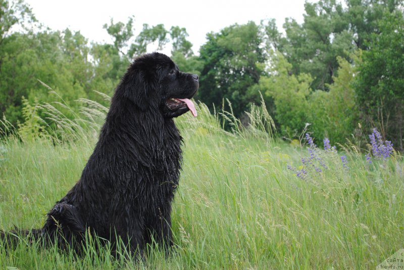 Фото: ньюфаундленд Хариетта Ембодимент оф а Греат Претендер (Harrieta Embodiment of a Great Pretender)