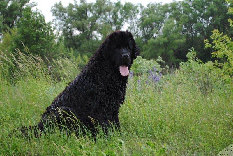 Фото: ньюфаундленд Хариетта Ембодимент оф а Греат Претендер (Harrieta Embodiment of a Great Pretender)