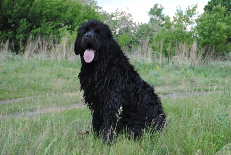 Фото: ньюфаундленд Хариетта Ембодимент оф а Греат Претендер (Harrieta Embodiment of a Great Pretender)