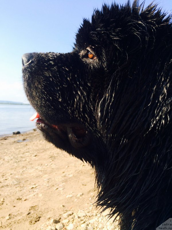 Фото: ньюфаундленд Бегущая по Волнам Чойс оф Фибоначчи (Begushaya po Volnam Choice of Fibonacci)