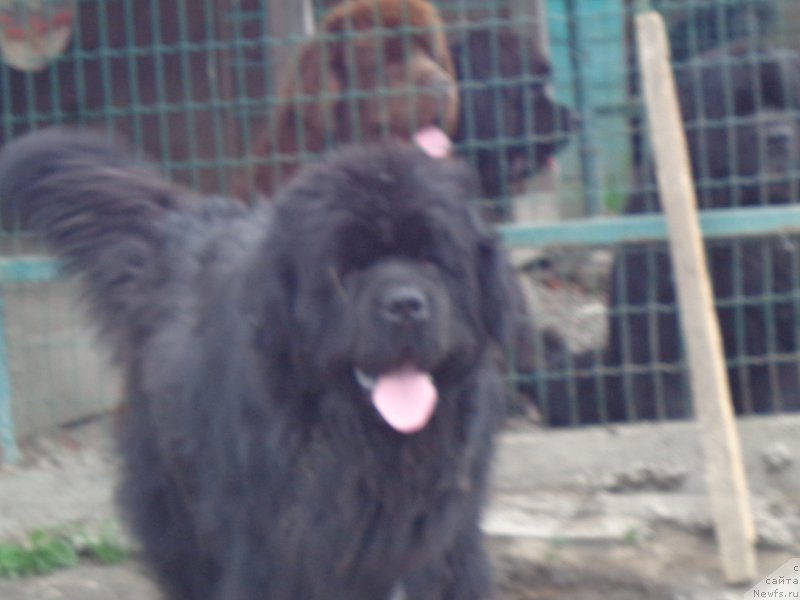 Фото: ньюфаундленд Супер Премиум Микадо (Super Premium Mikado)