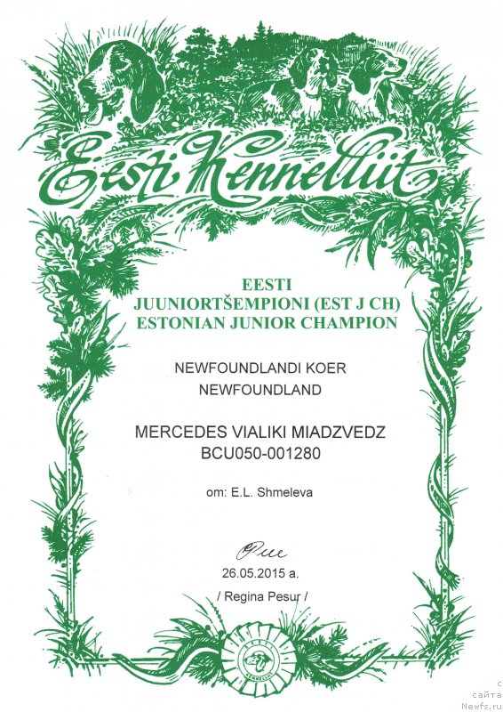 Фото: ньюфаундленд Мерседес Вялiкi Мядзведзь (Mercedes Vialiki Miadzvedz)