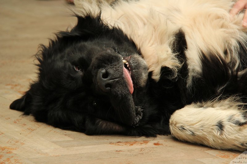 Фото: ньюфаундленд Старбимовлав Гардемарин