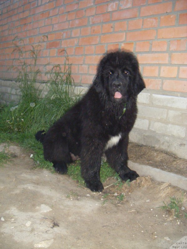 Фото: ньюфаундленд Funny Black Girl Super Mishka