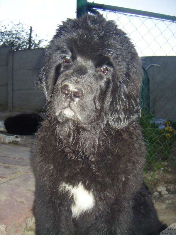 Фото: ньюфаундленд Fiona Style Super Mishka