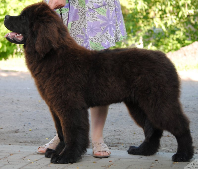 Фото: ньюфаундленд Моя Стихия Крутой Парень