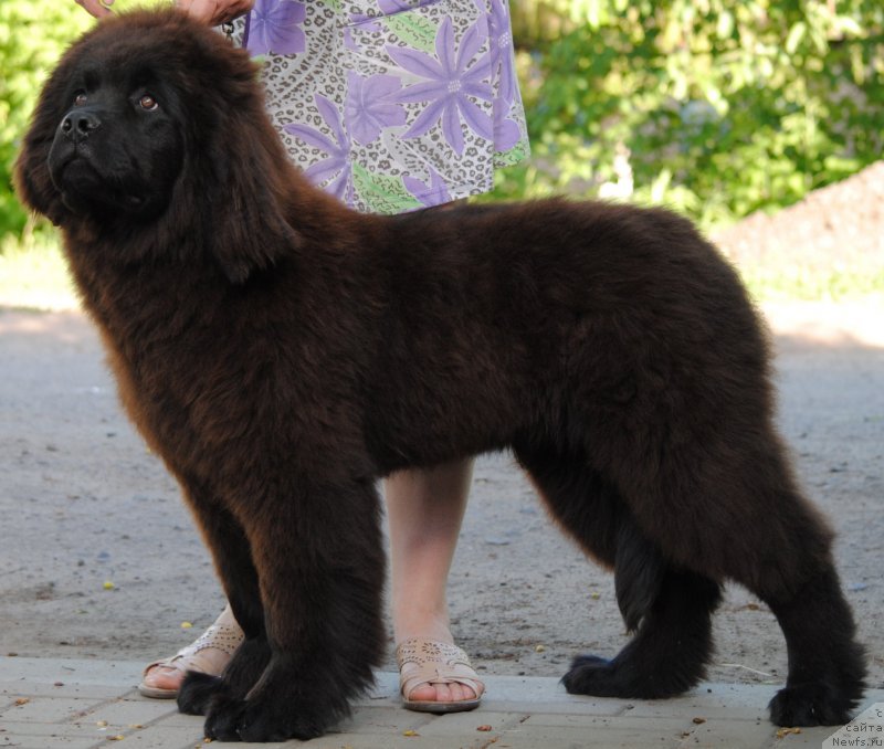 Фото: ньюфаундленд Моя Стихия Крутой Парень