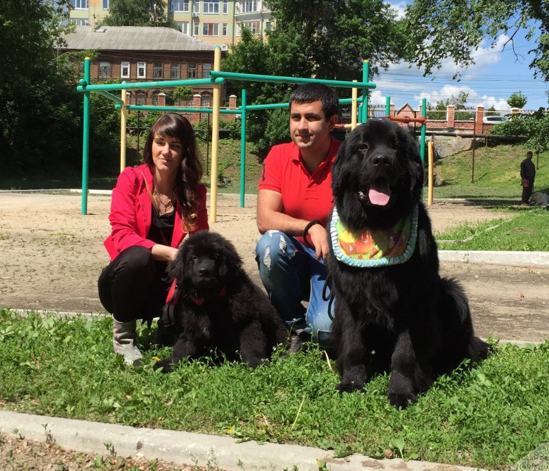 Фото: Владимир Хачатрян, ньюфаундленд Браунблад МСК Хелфи Бэст Армани (Brownblood MSK Helfi Best Armani), ньюфаундленд Черный Балу Евангелина