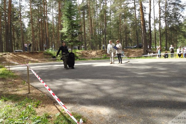 Фото: ньюфаундленд Блек Гениус Бриллиант