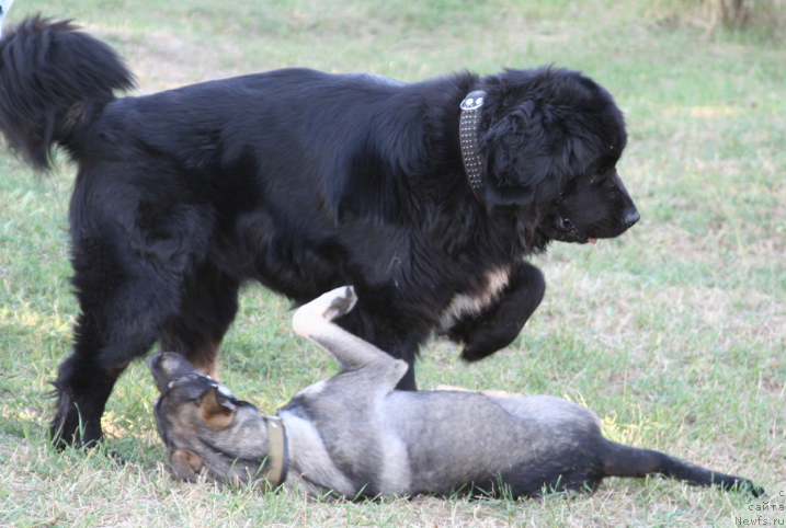 Фото: ньюфаундленд Жетем Фиона Армани