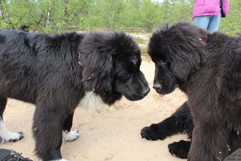 Фото: ньюфаундленд Линда Ева, ньюфаундленд Линда Ева