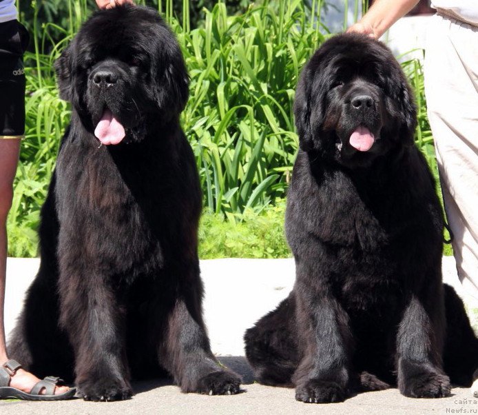 Фотография № 183578