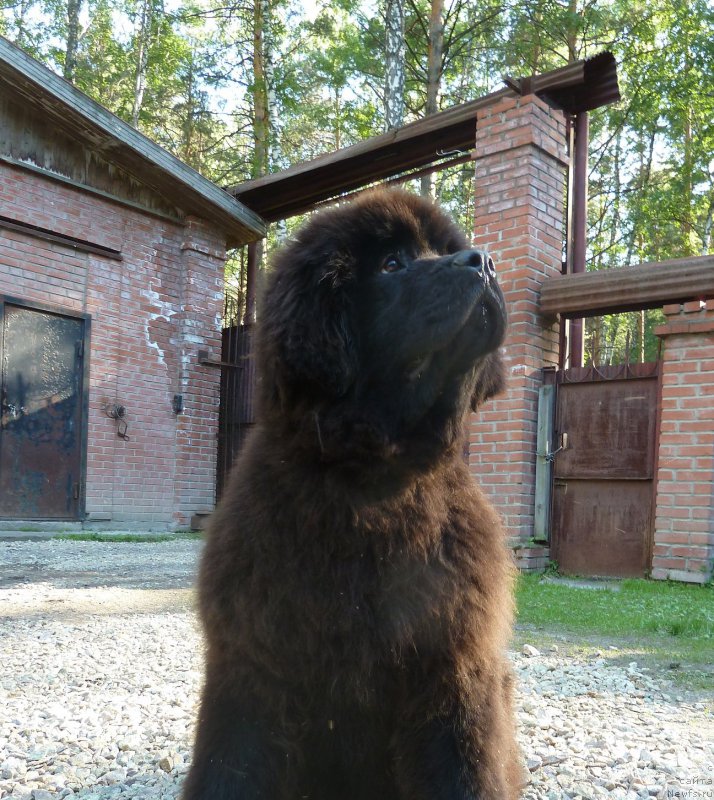 Фото: ньюфаундленд Акватория Келвин Баккара (Aquatoriya Kelvin Bakkara)