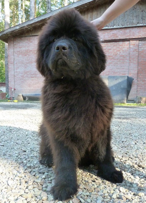 Фото: ньюфаундленд Акватория Келвин Баккара (Aquatoriya Kelvin Bakkara)