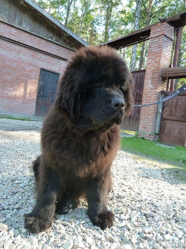 Фото: ньюфаундленд Акватория Келвин Баккара (Aquatoriya Kelvin Bakkara)