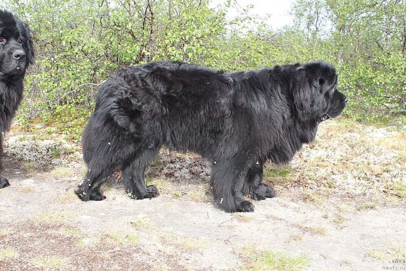 Фото: ньюфаундленд Янтарная Мечта