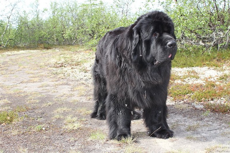 Фото: ньюфаундленд Янтарная Мечта