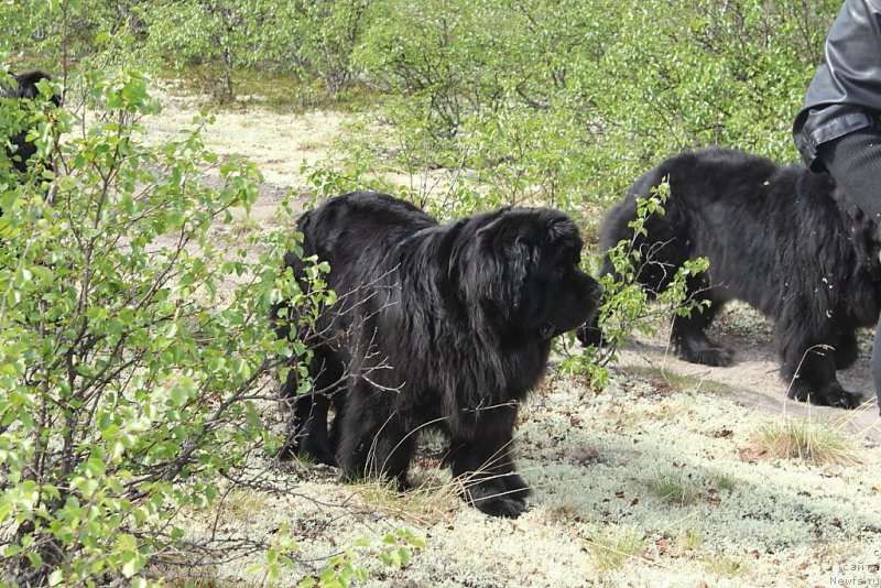 Фото: ньюфаундленд Янтарная Мечта