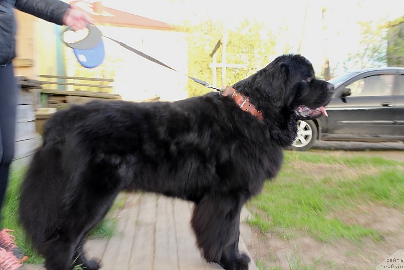 Фото: ньюфаундленд Аллегианс Брайт Проспект