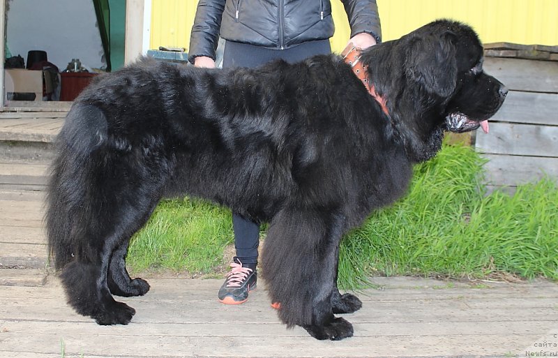 Фото: ньюфаундленд Аллегианс Брайт Проспект