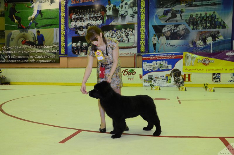 Фото: ньюфаундленд Аквиан Сонг Перфект Бэлла