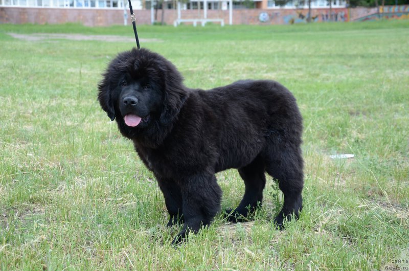 Фото: ньюфаундленд Аквиан Сонг Перфект Бэлла